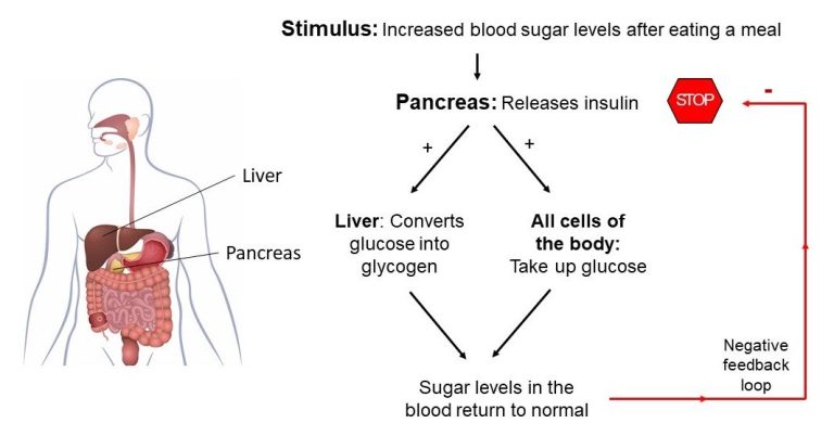 Insulin Is a Type of Hormone, Which Helps In Maintaining the Sugar Level of the Body
