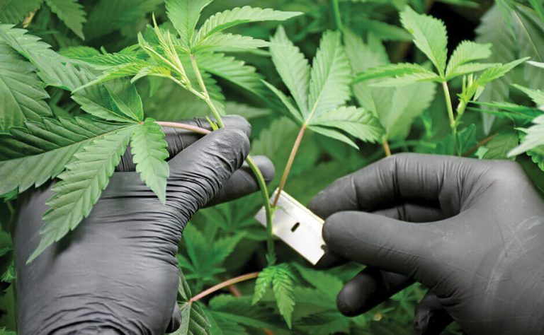 Complete Guide on Cloning Marijuana