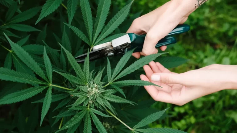 Is THC Delta 8 safe? Know the result of Delta 8