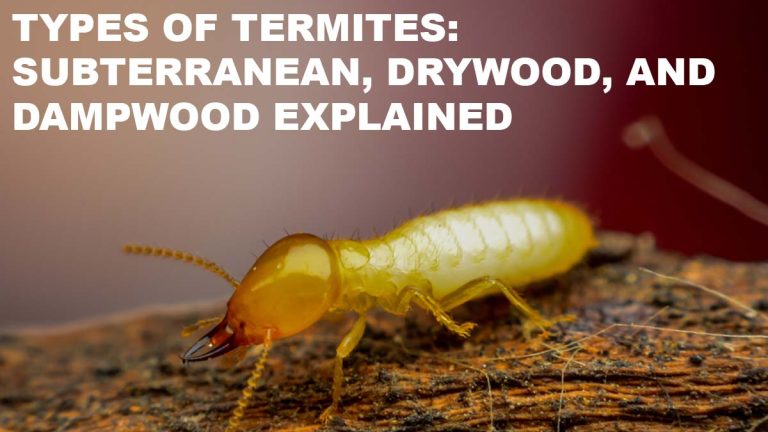 Types of Termites: Subterranean, Drywood, and Dampwood Explained