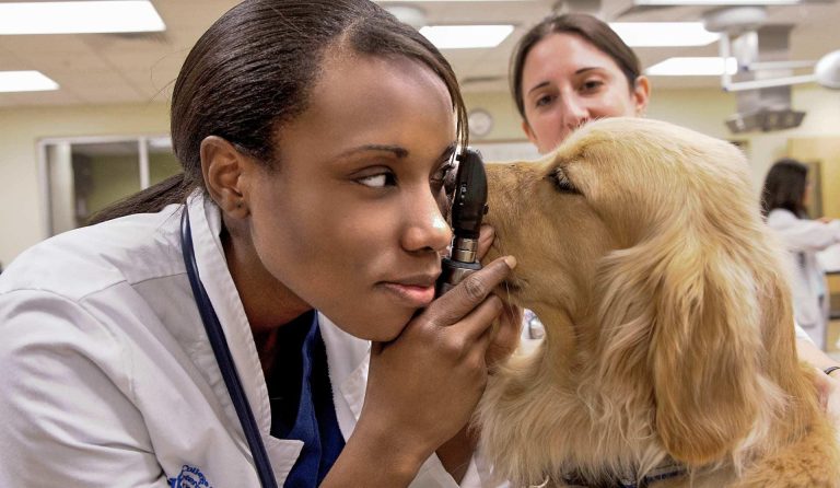 Are all veterinarians the same?