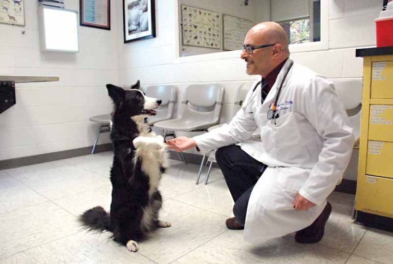 How Animal Clinics Assist With Behavioral And Training Concerns