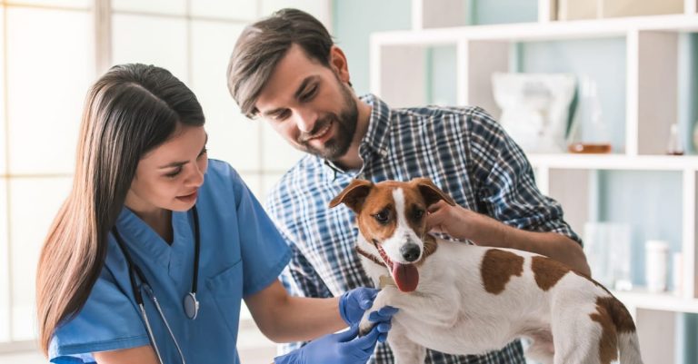 How Routine Checkups Improve Your Pet’s Quality Of Life