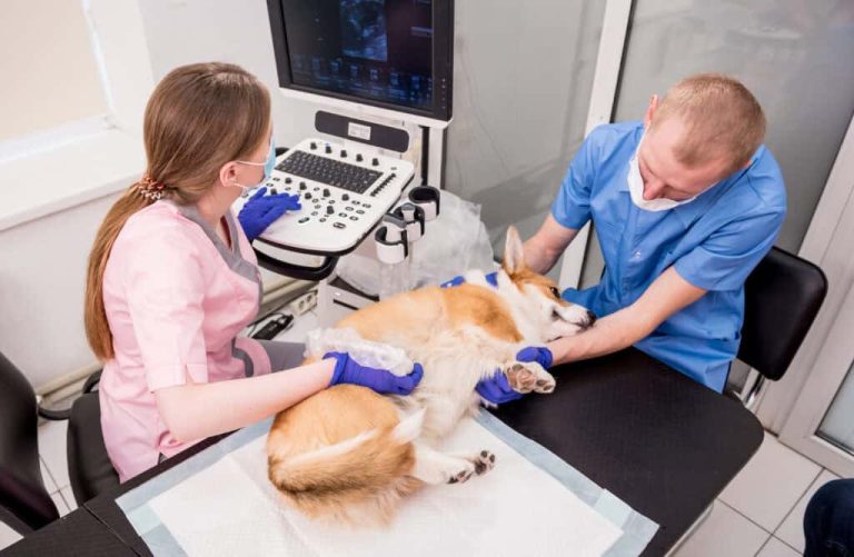 The Importance Of Seeing A Veterinary Cardiologist For Heart Conditions