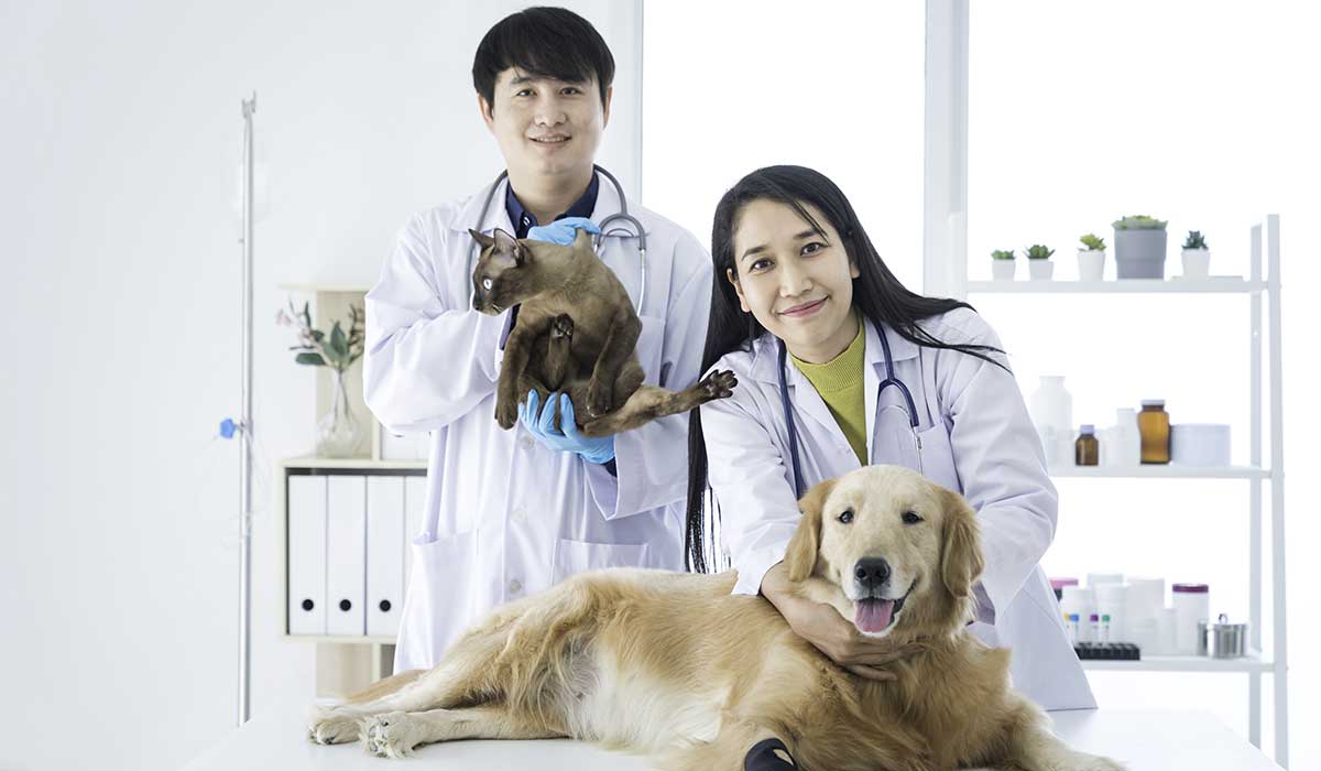 5 Ways Animal Hospitals Provide Complete Care For Pets