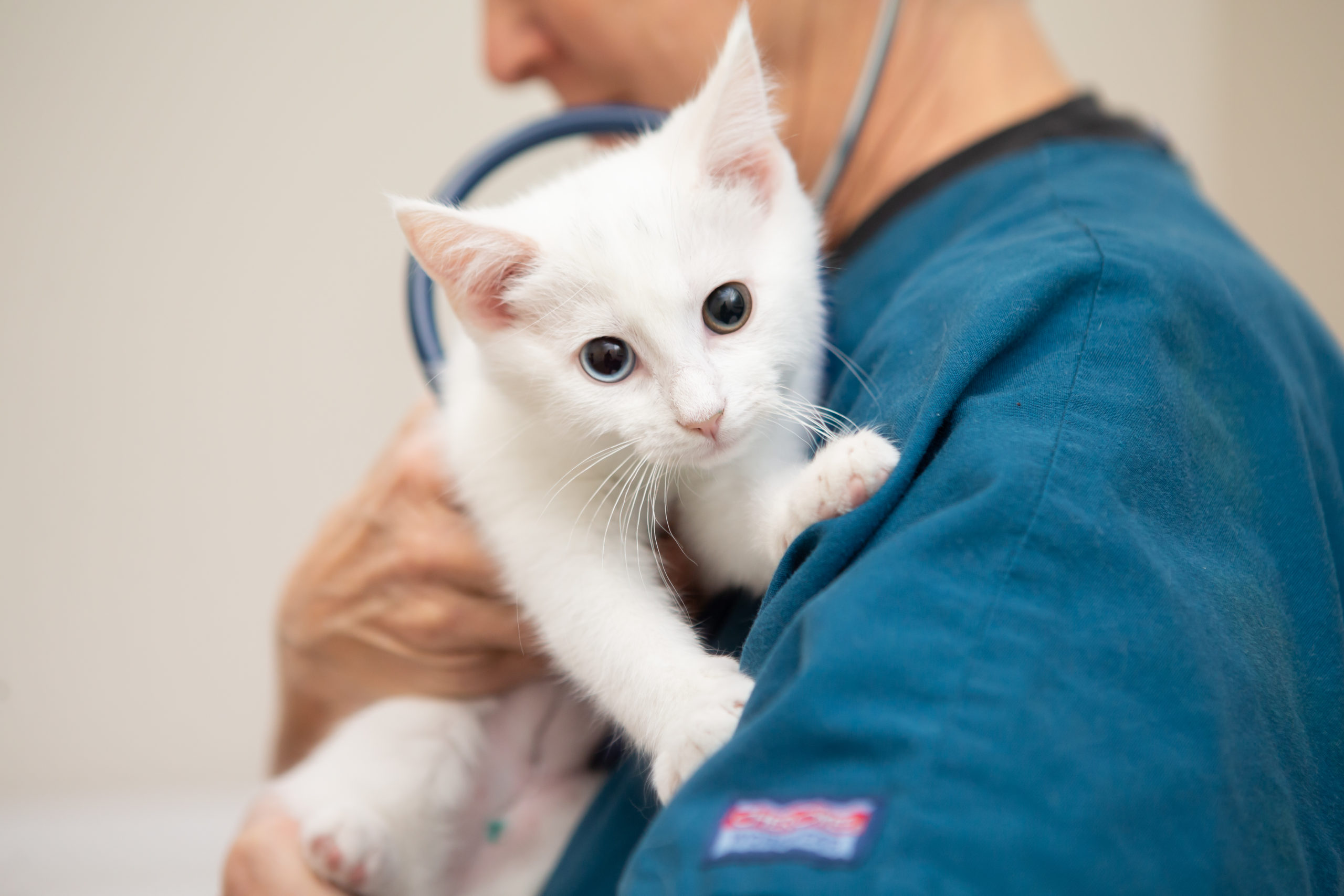 3 Signs Your Cat May Need An Urgent Hospital Visit