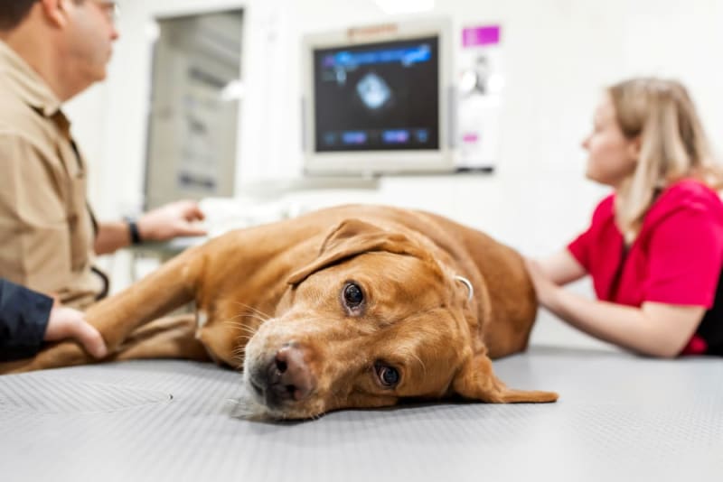 How Vets Diagnose And Treat Common Pet Illnesses