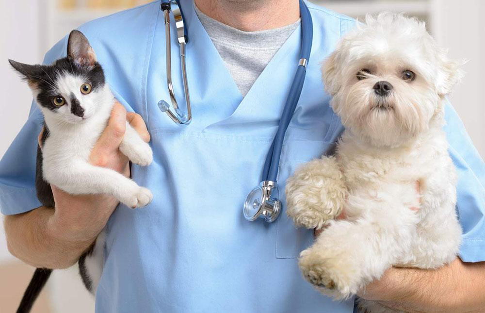 3 Ways General Veterinarians Support Puppy And Kitten Care