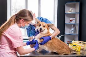 Managing Chronic Conditions With Ongoing Animal Hospital Support