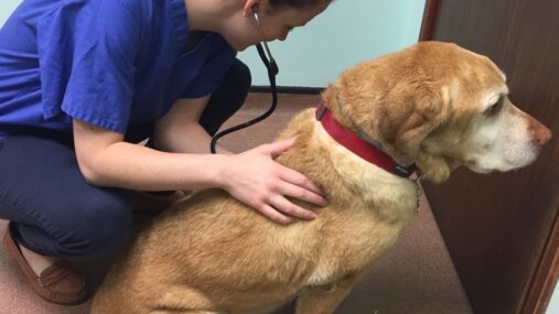 4 Ways Animal Hospitals Reduce Stress For Pet Owners