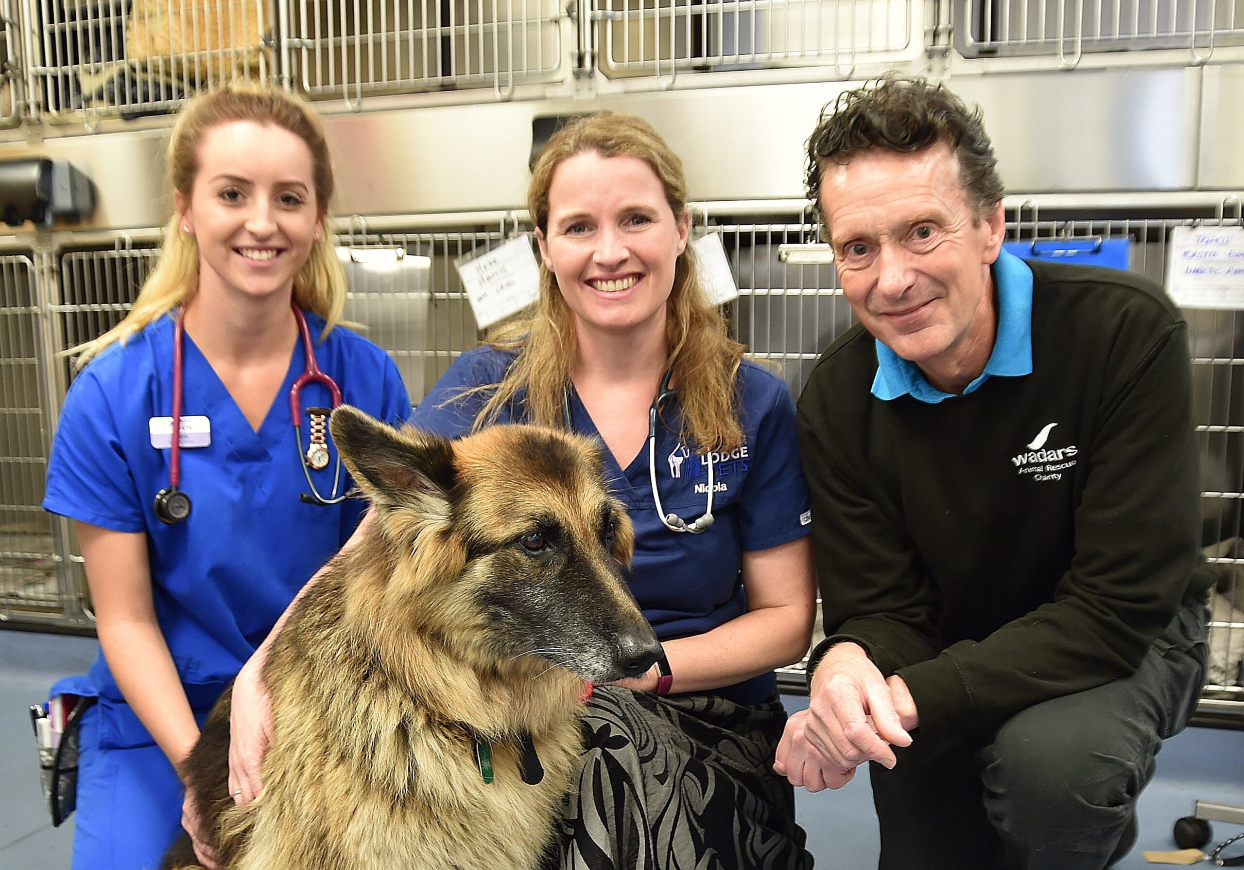The Role Of Veterinary Hospitals In Partnering With Rescue Groups