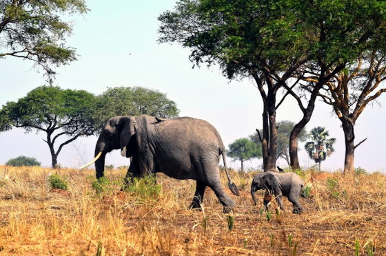 Uganda Safari Journeys with Unforgettable Gorilla Safaris