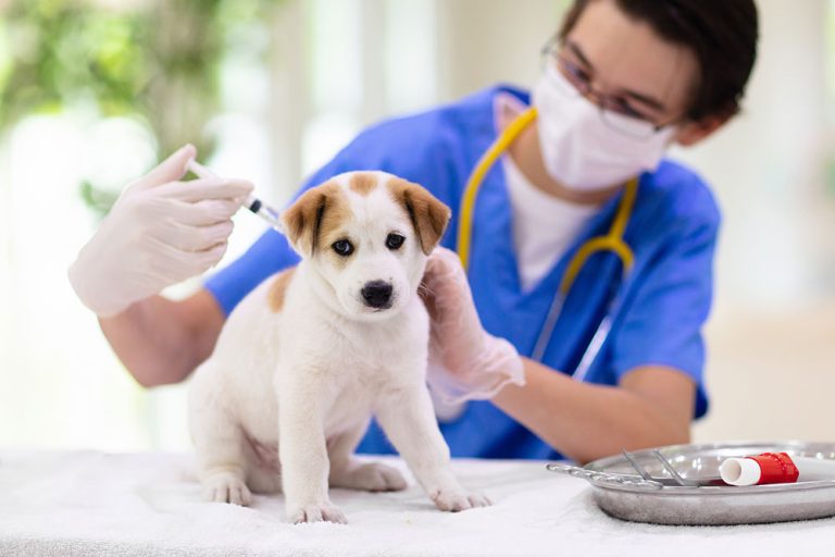 Why Vaccination Programs Are Vital In Veterinary Clinics