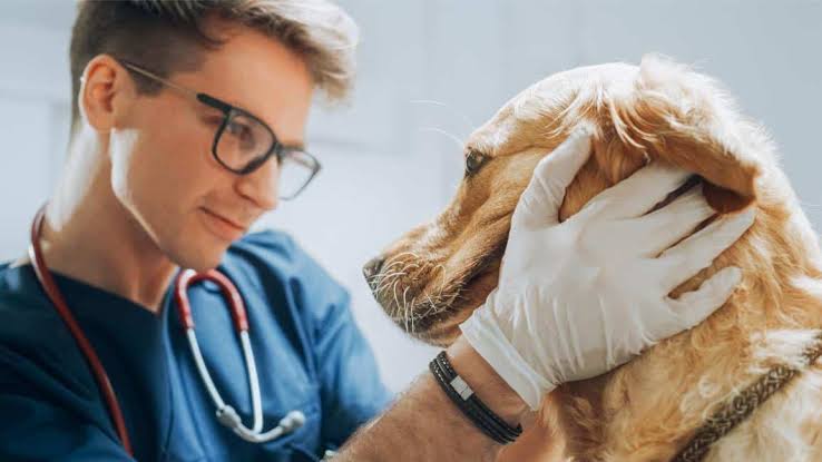 How Vets Help Pet Owners Navigate Chronic Conditions