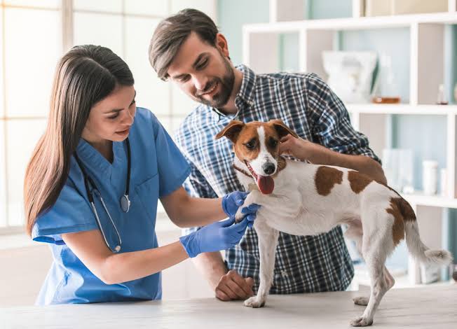 How Veterinarians Provide Comprehensive Care Across A Pet’s Life